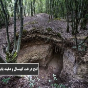 گنج یابی در جنگل | گنج یابی با درختان